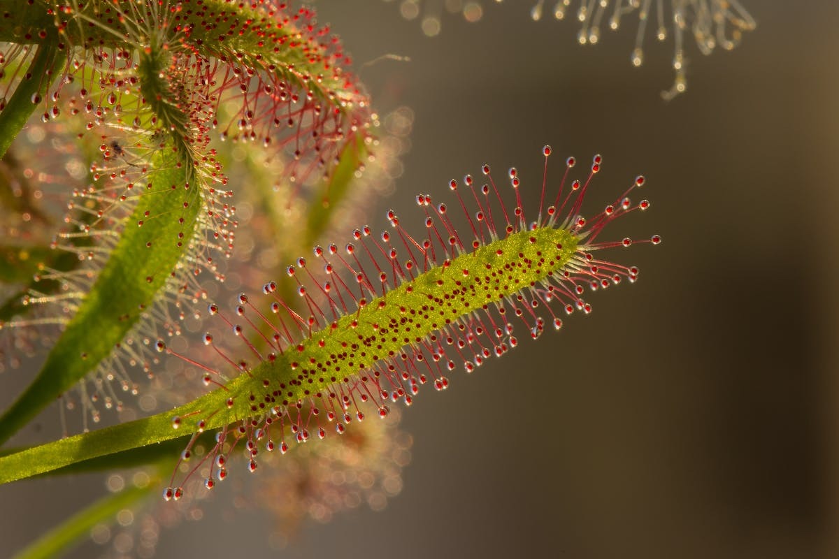 Les secrets pour prendre soin de la plante carnivore Drosera