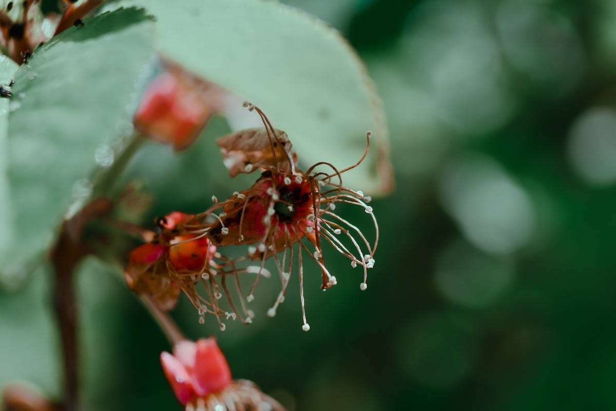 drosera plante