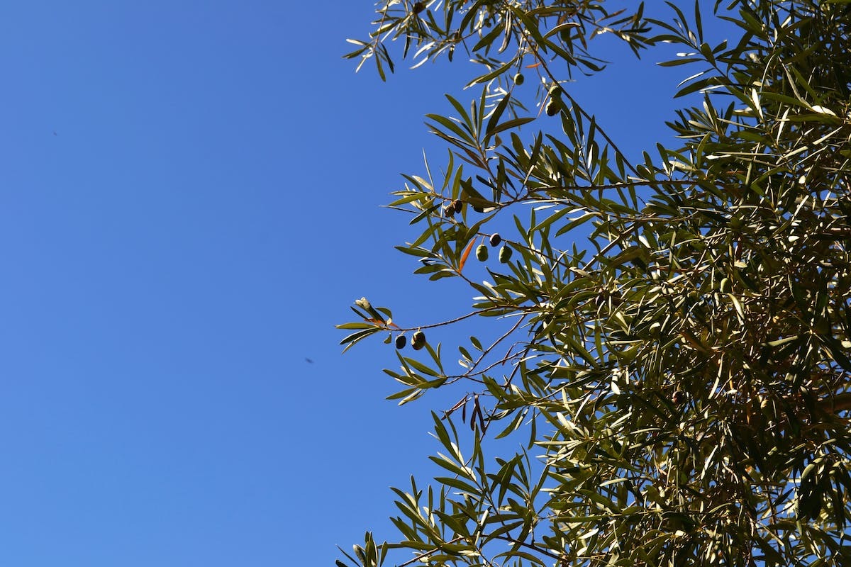 olivier  arrosage